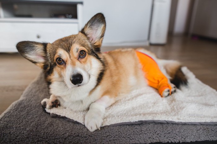 怪我をして横たわる犬