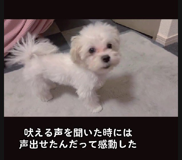 子犬らしいわんこに！！
