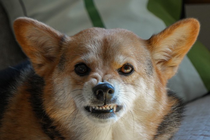 唸っている犬