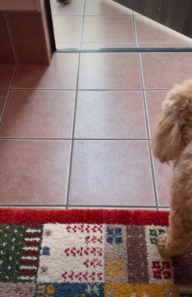 見送る犬2
