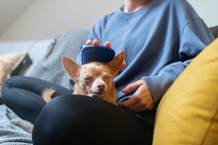 ブラシでマッサージされている犬