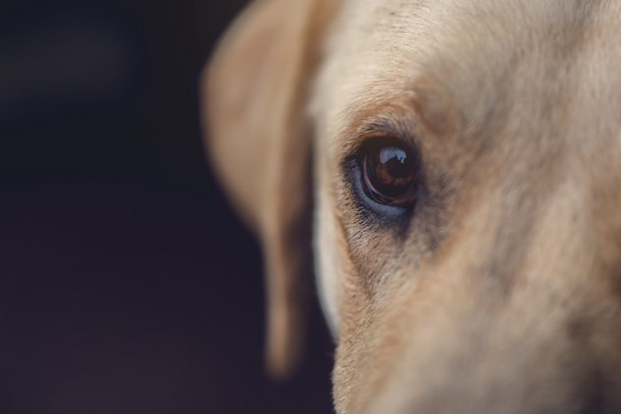 犬の目