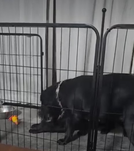 縄を取り合う犬3