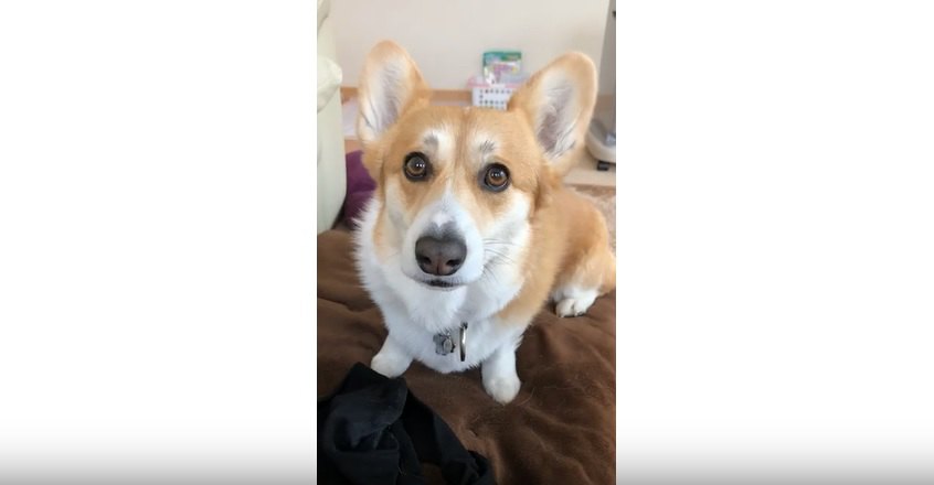 corgi