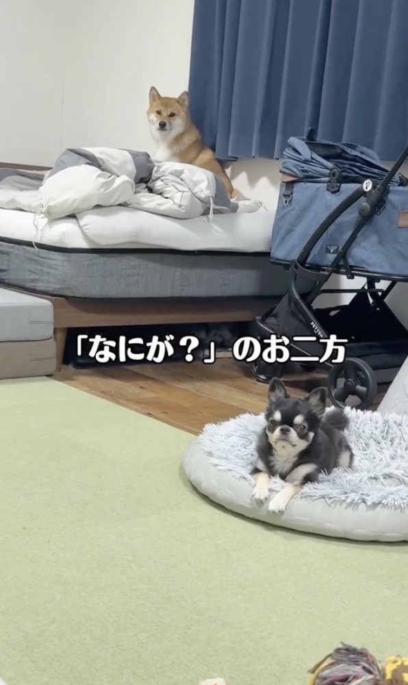 平気な2匹