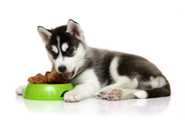 食事をするハスキーの子犬