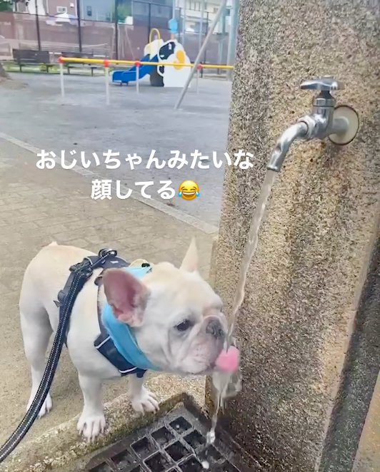 水を飲む犬_口閉じてる