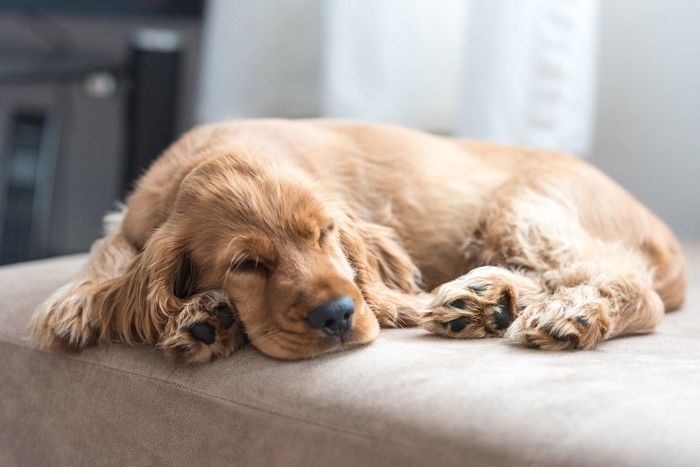 悲しげな表情でソファの上に伏せる犬