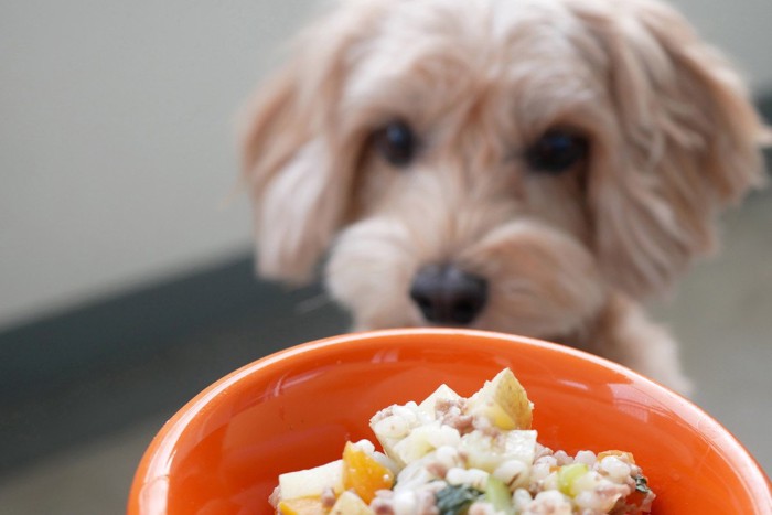 ご飯越しの犬