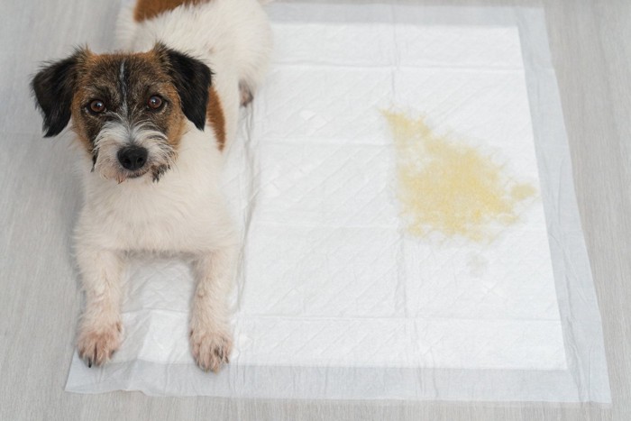 おしっこで濡れたトイレシーツと犬