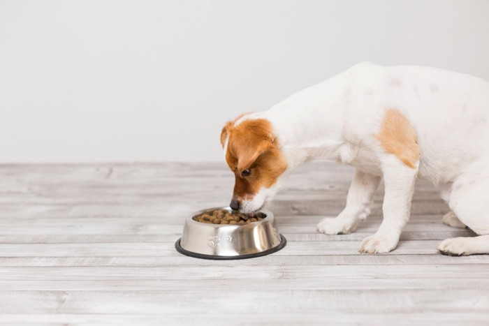 ご飯を食べる犬