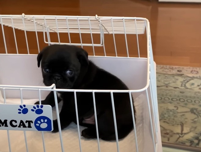 ケージから覗く子犬