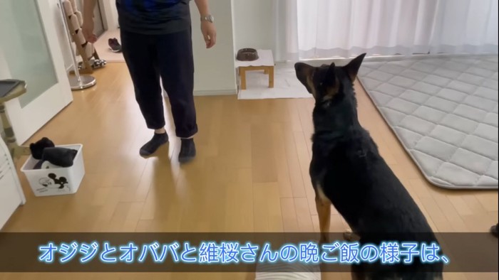 飼い主を見る犬