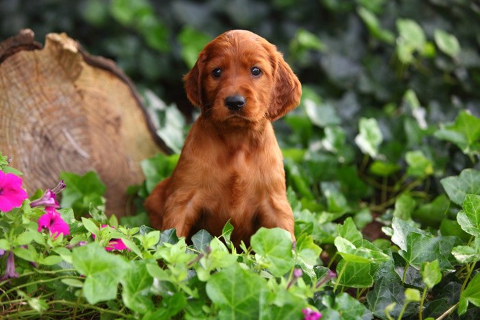 アイリッシュセッターの子犬