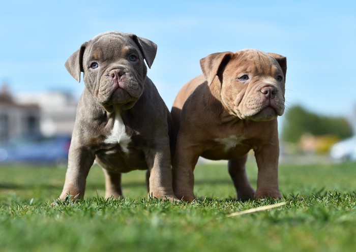 芝生の上に並んで立つ2頭のアメリカンブリーの子犬
