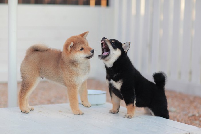 じゃれあう茶と黒の柴犬の子犬