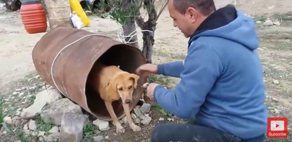 ドラム缶から引き出される犬