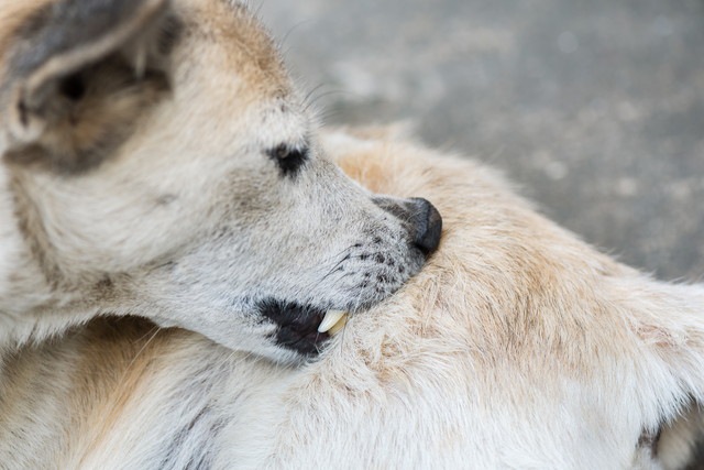 痒がる犬