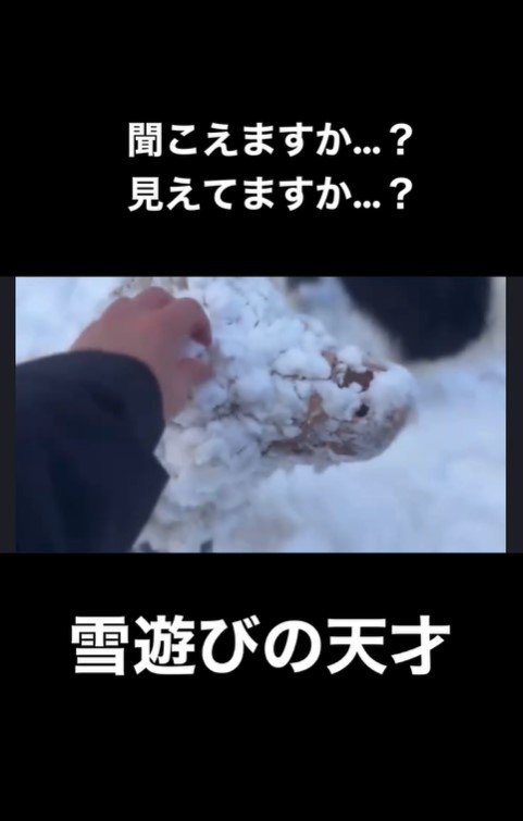 雪まみれのアロちゃん7