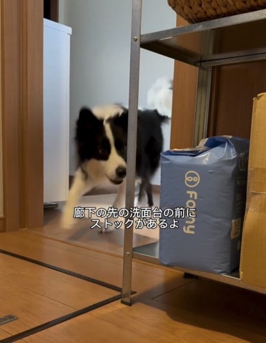走って洗面所へ向かう犬