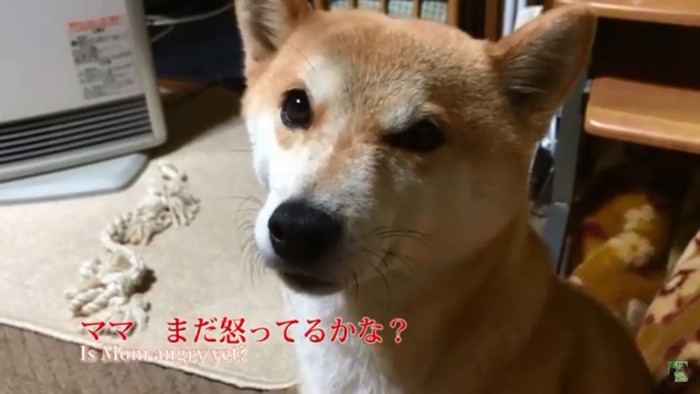 パパに確認するハナちゃん