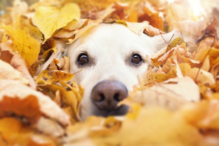 落ち葉に埋もれる犬