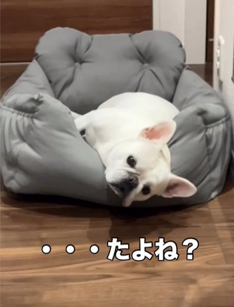 ベッドで寝る犬2