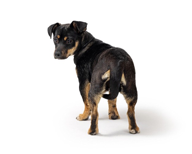 尻尾を足の間に入れて振り返る犬