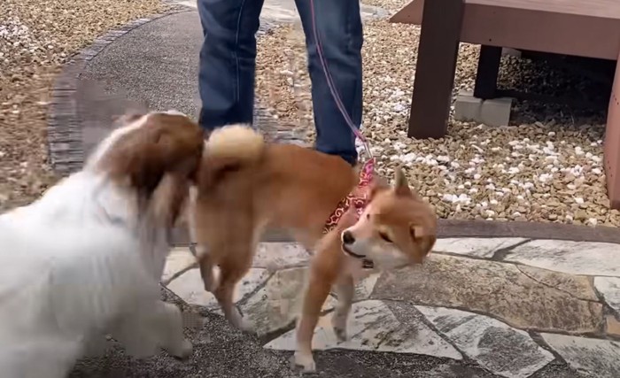 じゃれあう犬二匹