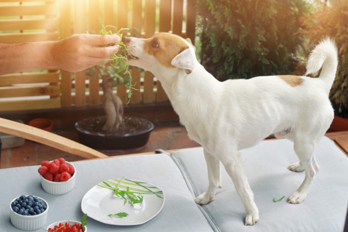 野菜を食べる犬