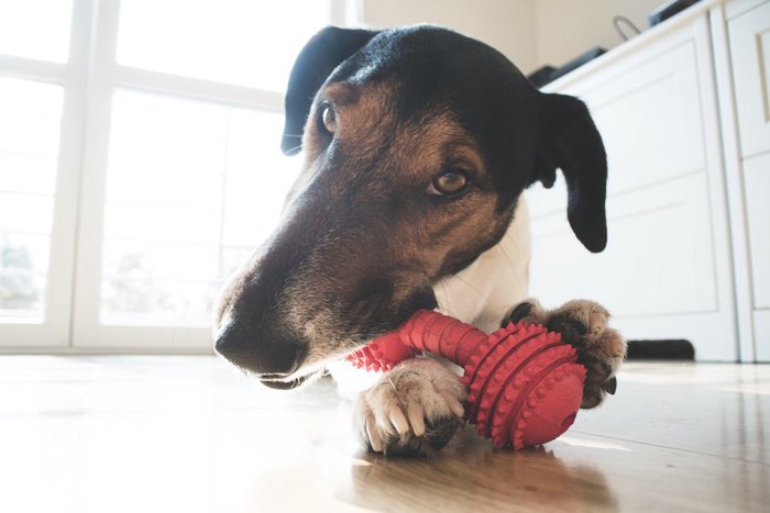 赤いおもちゃをかじる犬