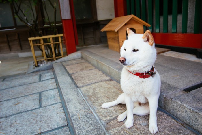 白い柴犬