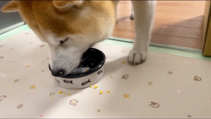 卵の黄身を美味しそうに食べる犬