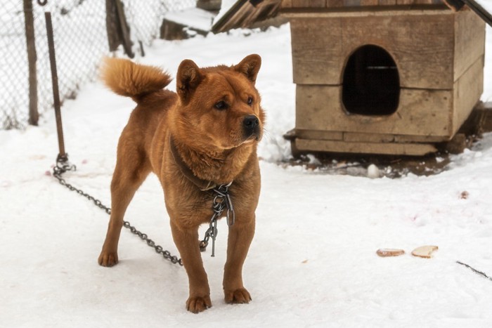 冬の小屋