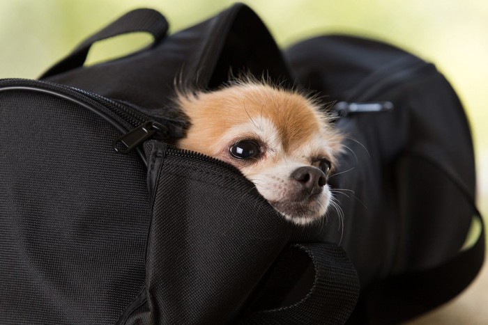 黒いキャリーバッグに入ってる犬