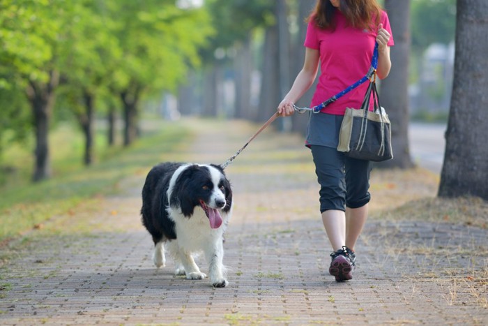 散歩する犬