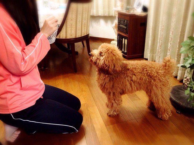 犬の正面に座る