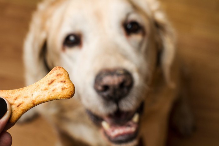 骨の形をした犬用おやつを見つめる犬