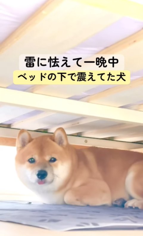 ベッドの下で怯える柴犬