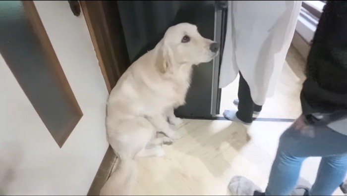 飼い主たちを見上げる弟犬