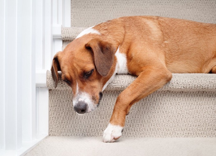悲しそうに階段にいる犬