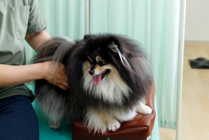 診察室で待つ犬