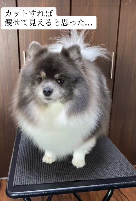 ポメラニアンのうたちゃん
