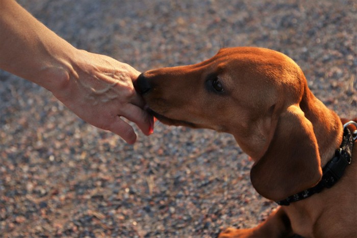 手のニオイを嗅ぐ犬