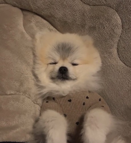 眠るしらすちゃん1