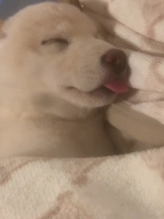 舌を出して寝るマロちゃん