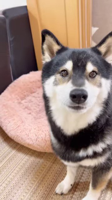 きょとんとした表情の犬