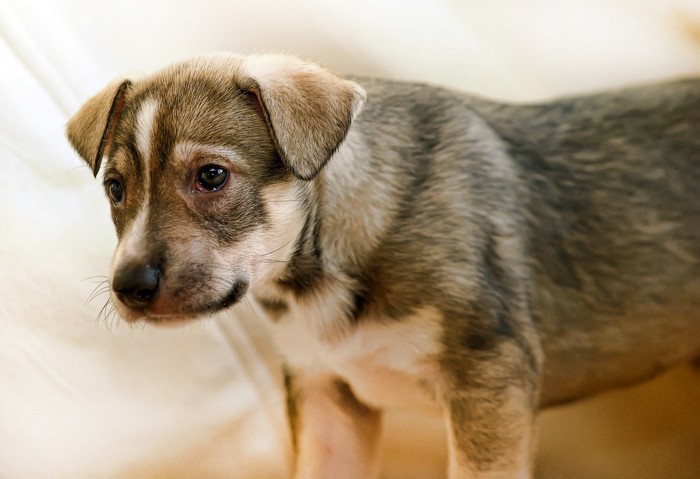 悲しそうな表情の子犬