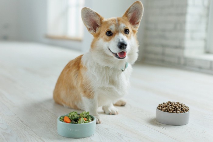 犬と野菜