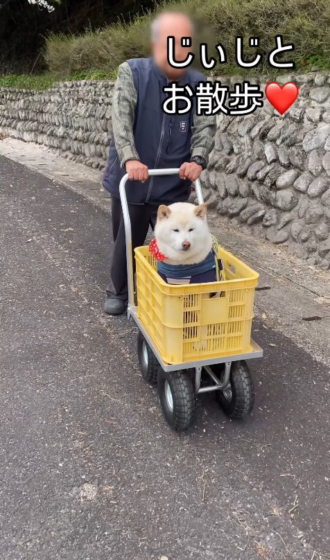 大きなタイヤで安定感よし